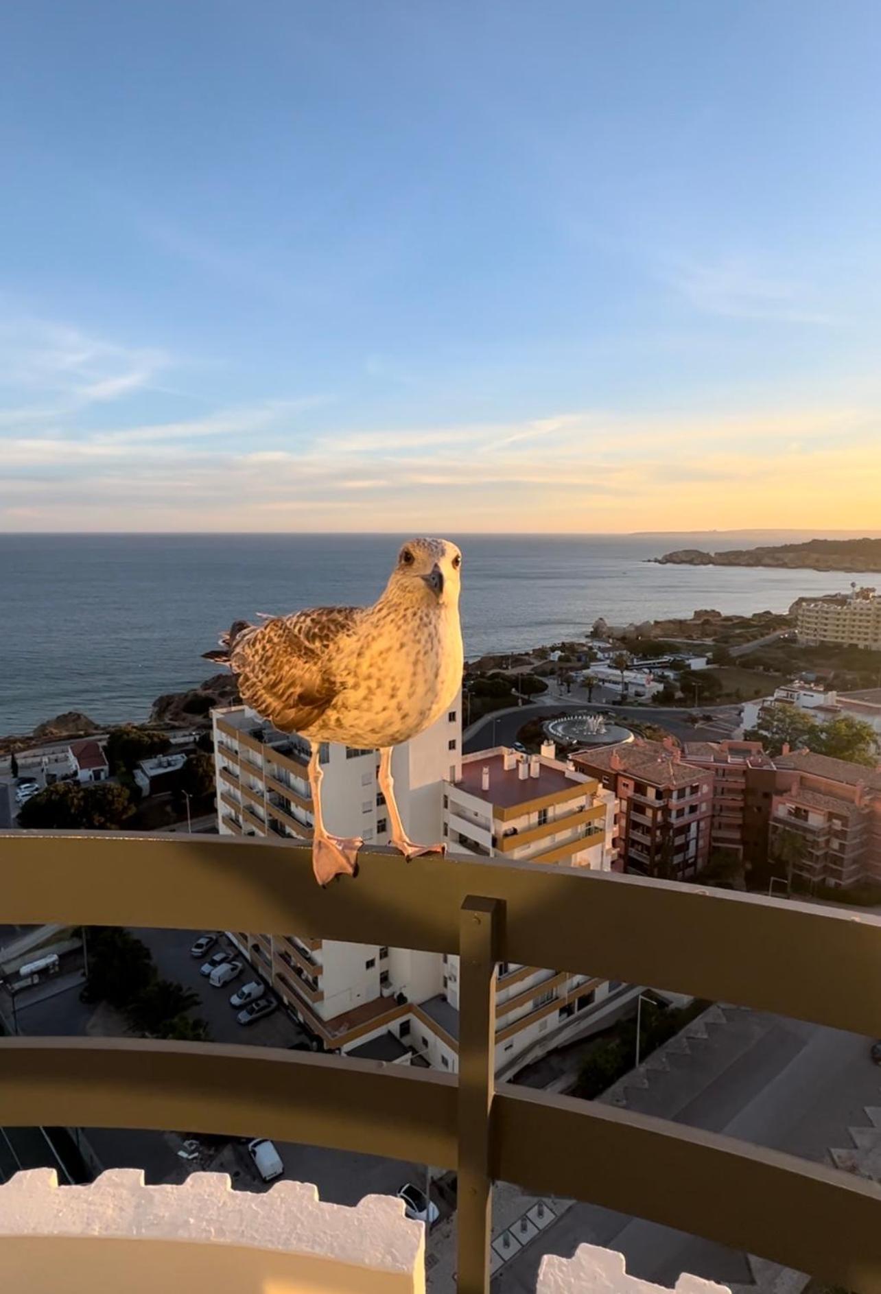 Top Ocean View Apartment - Amazing Sunset - Modern Style - Pool & 200M To Beach 포티마오 외부 사진
